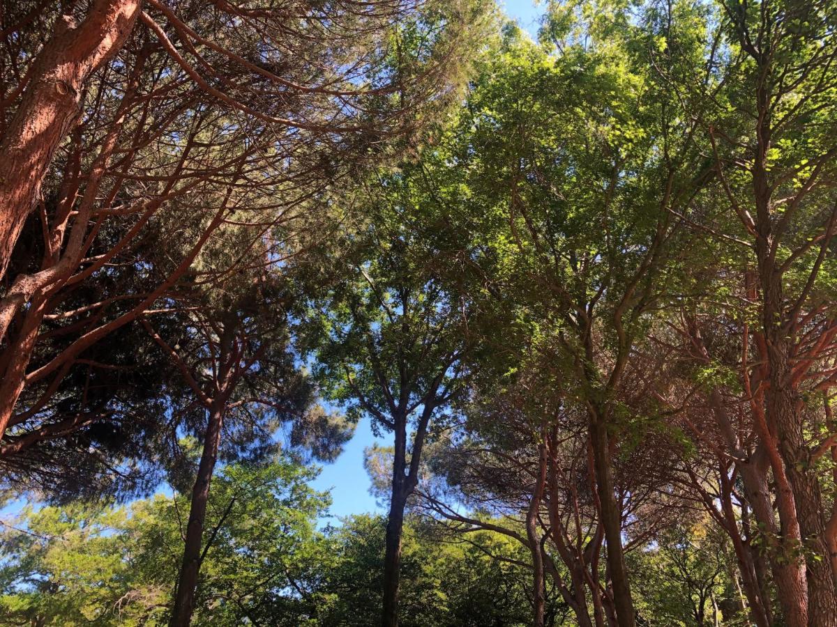 Camping Dolce Vita Calvi  Zewnętrze zdjęcie